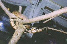 viper boa female.jpg