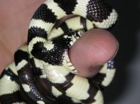 Bite me 2.JPG