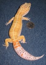 amorph.JPG