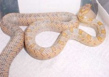 biardimale2.jpg