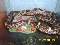 goini eat\'n 3.jpg