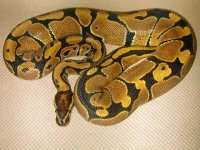 very nice female ball python dscn3240.jpg