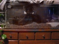 gopher snake 001.jpg