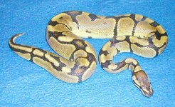 poss spider.jpg
