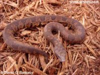 viperboa001.jpg