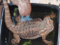 berdie 005.jpg