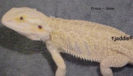 prince.jpg