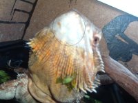 berdie 006.jpg