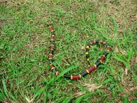eastern coral male.jpg