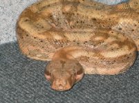 Gimli-Hogg Island Boa_1.JPG