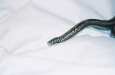 rosy boa head shot.jpg