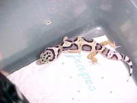purplespot leo.jpg