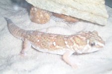 chondrod.jpg