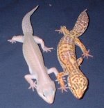 grim&ecstacy2.jpg