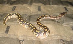 mojave 1.jpg