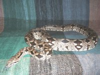 new snake.jpg