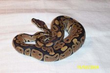 herpfaunapastel.jpg