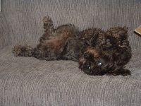 bentley.jpg