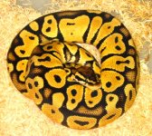 02 graziani pastel female.jpg