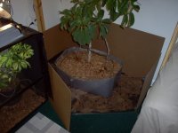 cage 1.jpg