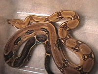 tigerboa2.jpg