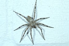 spider001.jpg