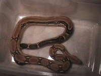 tigerboa1.jpg