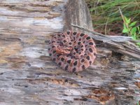 feild herping 002.jpg