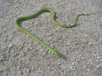 feild herping 005.jpg