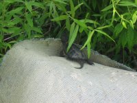 feild herping 008.jpg