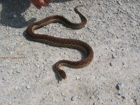 feild herping 009.jpg
