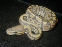 gus baby 2.jpg