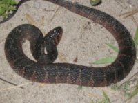 feild herping 015.jpg