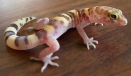 txgecko.jpg