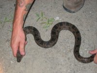 feild herping 019.jpg
