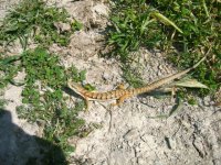 IMG_1798.JPG