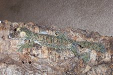 mossy leaf_tail!!!.jpg