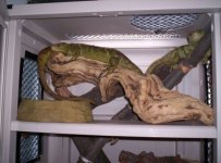 Trio in early temporary enclosure small.JPG