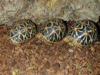 geochelone_elegans.jpg