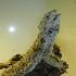 unidentified lizard.jpg