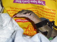 lizard.jpg