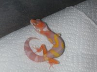 Tangerine Jungle Giant.JPG
