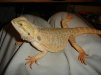 Beardie 3.JPG