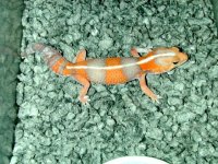 albino orange fattail.jpg