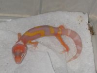 Tangerine Jungle Gian2t.JPG