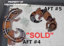 aft__4_stripe_orange__aft__5.jpg