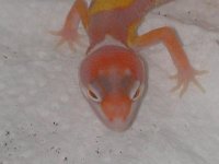 Tangerine Jungle Giant3.JPG