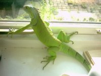 don on window sill.jpg