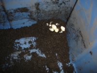 Beardie Eggs.JPG