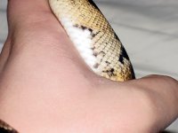 lowwhitepied(l).jpg